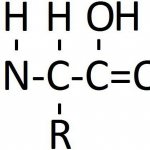20 аминокислот