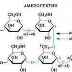 Amylopectin