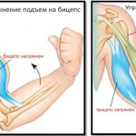 Анатомическое строение мышц рук
