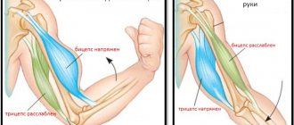 Anatomical structure of the arm muscles