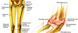 Анатомия конечностей человека