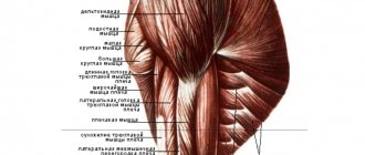 Анатомия мышц плеча
