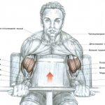 анатомия мышцы