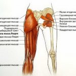 Анатомия приводящей мышцы бедра