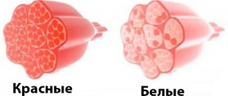 BigSovets.ru - The difference between red and white muscle fibers