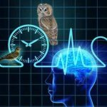 биологические ритмы и сон