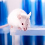 Эксперименты проводились над мышами.