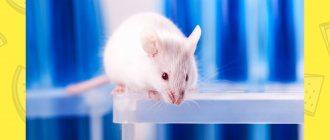 Experiments were carried out on mice.