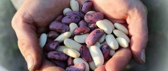 Фасоль витамины и минералы