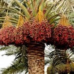 Финиковое дерево