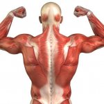 trunk muscle functions