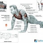 Graphic display of the muscles working during push-ups