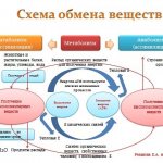 Инсулиновый индекс