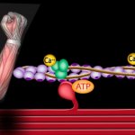 Calcium ions, ATP and muscle work