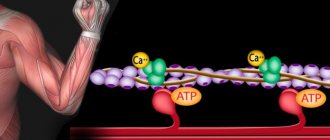 Ионы кальция, АТФ и работа мышц