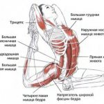 Йога и мышцы