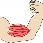 Как накачать бицепс без штанг и гантелей