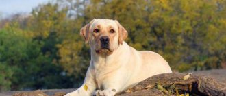 what to name a fawn female Labrador puppy