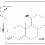 Как нормализовать кортизол у женщин народными средствами