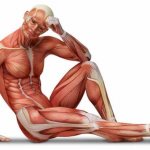 Как предотвратить потерю мышечной массы после 40