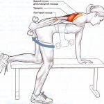 How triceps work