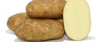 Potato