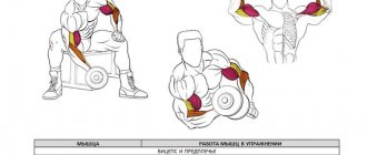Concentrated biceps curl