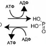 mechanism of action of creatine