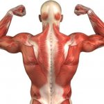 механизм мышечных сокращений