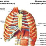 Межреберные мышцы. Где находятся, функции, как накачать, упражнения. Видео