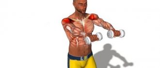 Shoulder muscles