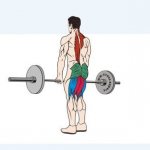 Мышцы, работающие при становой тяге