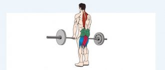Мышцы, работающие при становой тяге