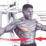 мышцы работают в сведение рук