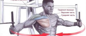 мышцы работают в сведение рук