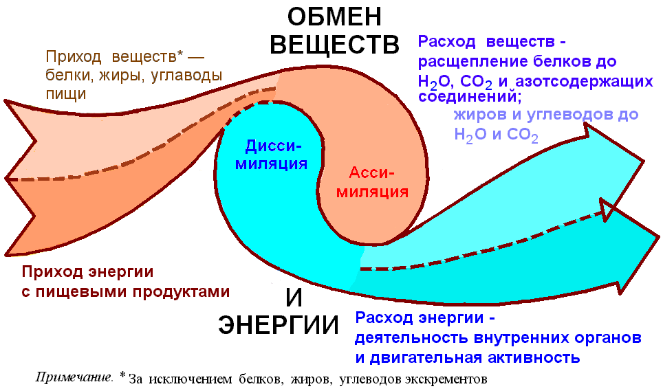 Обмен веществ и энергии физиология презентация