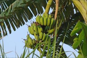 Полезные свойства бананаов