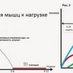 Привыкание мышц к нагрузкам. Адаптация мышц к физическим нагрузкам.