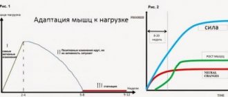 Привыкание мышц к нагрузкам. Адаптация мышц к физическим нагрузкам.