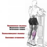 Работающие мышцы