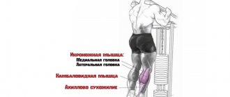 Работающие мышцы
