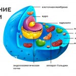 Ration.TOP - Cell structure