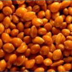 Семена рыжика