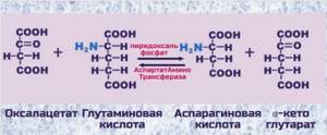 синтез аспарагиновой кислоты
