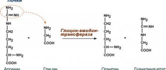 Синтез креатина в почках
