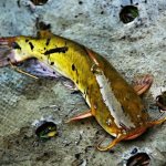 Сом: польза и вред, пищевая ценность, калорийность