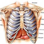 Structure of the sternum