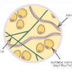 Строение подкожно-жировой клетчатки