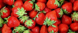 свежая клубника с зелеными хвостиками