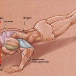 ТОП-7 видов отжиманий на плечи, которыми можно подкачать мышцы 2 пример тренировки для дома